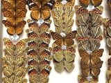 many different types of butterflies displayed in a box