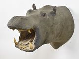 a statue of a hippo with its mouth open and teeth wide open