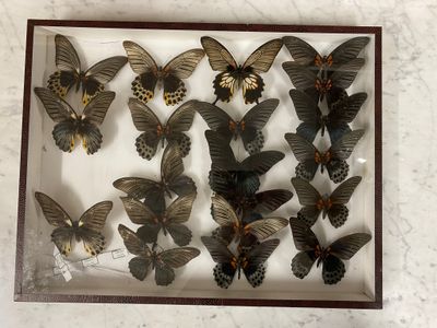 a lot of butterflies that are in a glass case