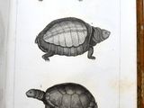 an open book with a drawing of three turtles on it