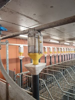 a large room with a bunch of cows inside of it