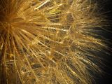 a close up picture of a dandelion on a black plate