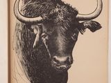an old book with a drawing of a bull ' s head on it