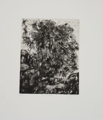une photo en noir et blanc d'un palmier dans une forêt
