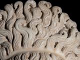 a close up of a sculpture of a man ' s head