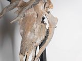a moose skull mounted on a metal stand against a white wall