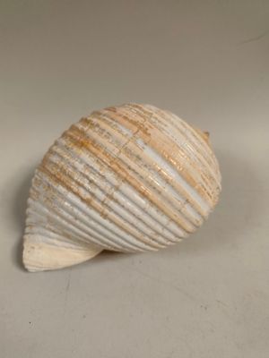 un coquillage posé sur une surface blanche