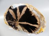 a black and gold piece of rock on a white surface