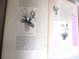 un livre ouvert sur lequel sont dessinées des fleurs