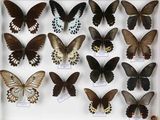 de nombreux papillons exposés dans une boîte