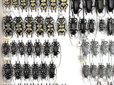 a picture of a display of various types of bugs