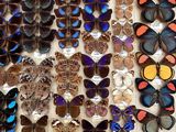 many different types of butterflies on display in a display case