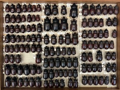 a lot of beetles that are on display in a box