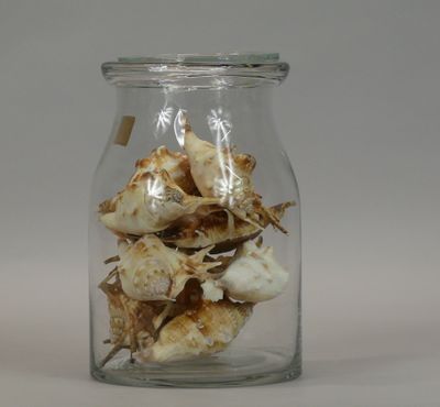 a glass jar filled with shells on a white surface