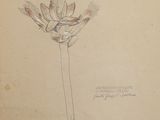 un vieux dessin représentant une fleur sur un bout de papier