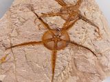 fossil of a spider crawling on a rock in a museum