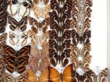 many different types of butterflies displayed in a white frame