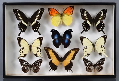 de nombreux papillons exposés dans une boîte-cadre