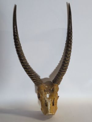 un crâne d'antilope aux longues cornes posé sur une surface blanche