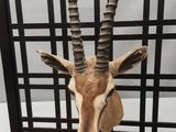 une tête d'antilope fixée au mur dans une cage