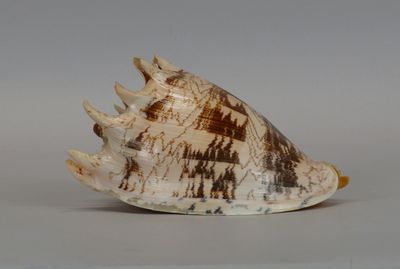 a shell that is sitting on top of a table