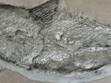 a drawing of a fish on a piece of paper