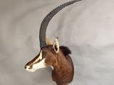 une tête d'antilope empaillée accrochée au mur, avec une longue corne