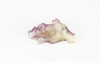 purple and white sea shell on a white background