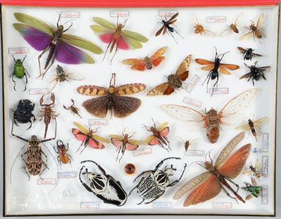 de nombreux types d'insectes exposés dans une vitrine