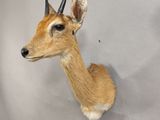 une tête de cerf fixée au mur d'une pièce