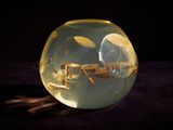 a glass ball with a lizard inside of it on a table