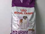 royal canin giant adult dry dog food