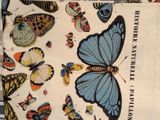 many different butterflies on a white bag on a table