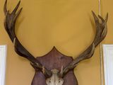 une tête de cerf accrochée au mur d'une pièce