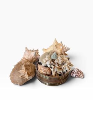 a bowl of sea shells and other shells on a white surface