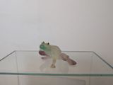 une table en verre sur laquelle est posée une figurine de grenouille