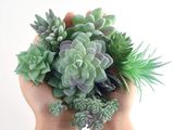 a person holding a bunch of succulents in their hands