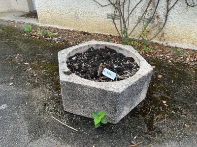 une jardinière en béton posée à même le sol devant un immeuble