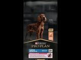 a dog standing in front of a bag of prop plan adult large breed dry dog food