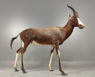 une antilope empaillée qui se tient debout dans une pièce