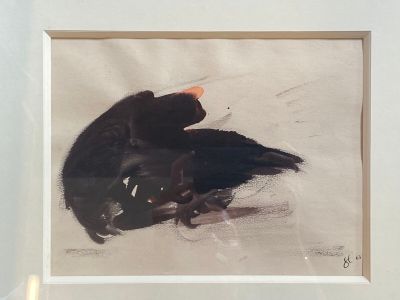 une photo d'un oiseau noir posé sur le sol