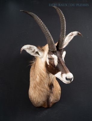 a antelope with long horns on a black background