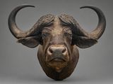 sculpture représentant une tête de bison avec des cornes sur fond gris