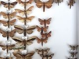 many moths displayed in a white box on the wall