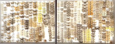 a picture of a window with a lot of bugs on it
