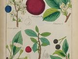 un vieux livre sur lequel figurent tout un tas de fruits différents