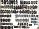a picture of a collection of insect specimens on a wall