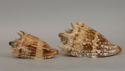 two seashells on a white surface with a gray background