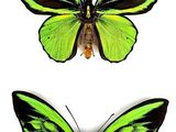 two green and black butterflies on a white background