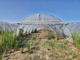 de nombreuses plantes poussant à l'intérieur d'une serre, à même le sol